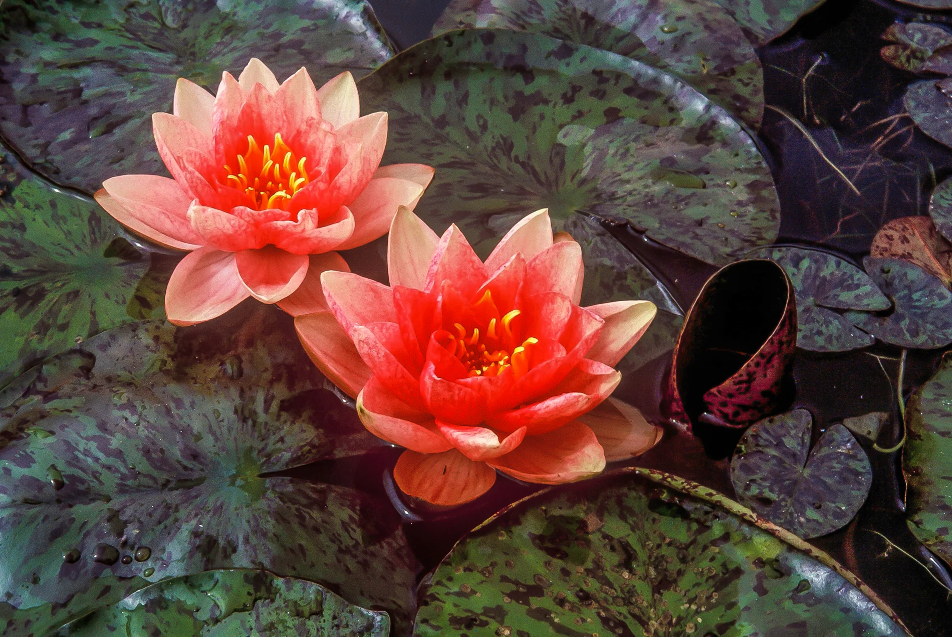 Nymphaea 'Berit Strawn' — Florida Aquatic Nurseries